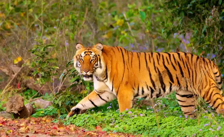 Nainital with Corbett Tour